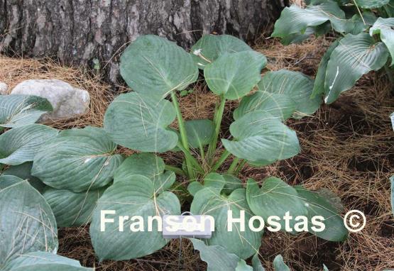 Hosta Fuzzy Dice